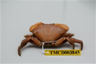 藏品(繆氏哲蟹)的圖片